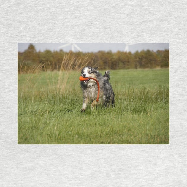 australian shepherd blue merle running with toy by Wanderingangel